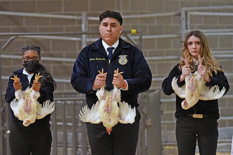 Cypress Lakes High School senior Abram Bustamante, center, shows his broilers on Feb. 1 during the Broilers Show.